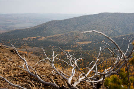 Through the twigs and branches offers an impressive view of the mountain ranges, passes. Autumn golden forest covers the mountains. High quality photoの写真素材