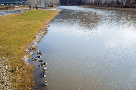 Standing wild ducks swam to the river bank in the spring, small islands with the first green grass, rest in nature, meeting with wild feathered animals, walking by the river. High quality photoの写真素材