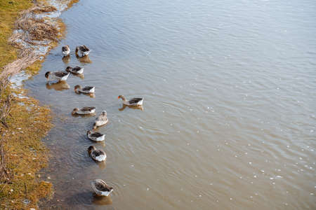 A flock of wild ducks swims near the grassy shore of the lake. The birds arrived after wintering, the green bank of the river and the coming spring. High quality photoの写真素材