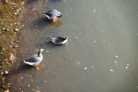 A close shot of wild ducks swimming near the riverbank. Rest in nature, a walk by the river bank, ducks and geese in the water. High quality photoの写真素材