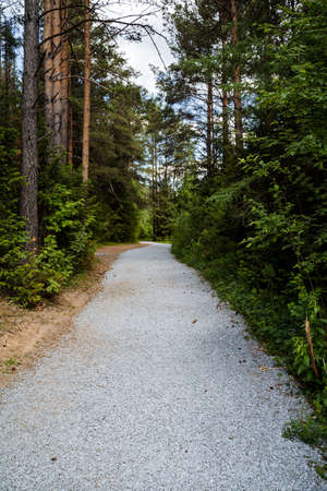Straight gravel road through the forest. Green forest of coniferous trees around. High quality photoの写真素材