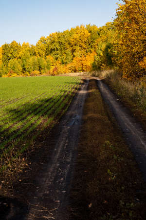 Vertical photo of the village road passing through a sown field and an autumn forest. Yellow faces, mud, sunny days in autumn. High quality photoの写真素材