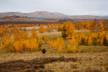 Fascinating view of the endless autumn forest with yellow and orange trees. Mountain range in the...