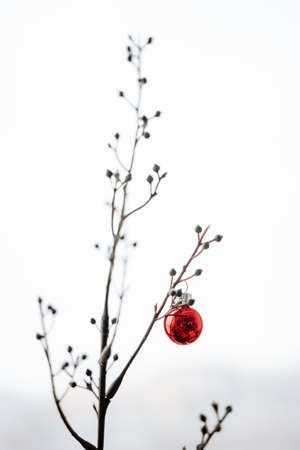 Christmas decorations. A twig in the inn with a Christmas tree toy. Decorative balls on the festive tree. Winter time and preparation for the New Yearの写真素材