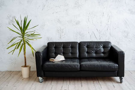 Black leather sofa in a bright room. Nearby is a large pot with ficus, on the couch is a book. Interior shot in light shades and minimalist style.の写真素材