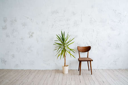 A pot of ficus and a wooden vintage chair in the middle of the room. Minimalistic location for photography.Light walls, wooden floor in the room.の写真素材