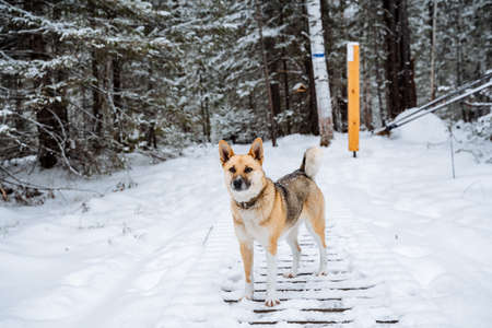 Winter landscape with animals. A red dog in the woods. A cute pet with a collar stands in the middle of a snow-covered grove. A devoted friend and comrade of man. High quality photoの写真素材
