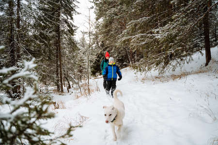 Winter landscape. Walk with the whole family in winter through the forest. The family walks along a...