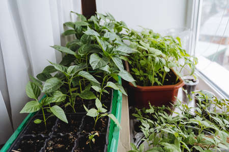 Seedlings at home stand on the windowsill, Seedlings grow in pots with earth, young shoots of...