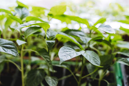 Green plants seedlings on the window, house plant, bell pepper seedlings, gardening in the house....