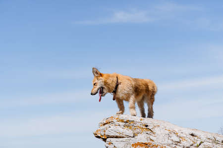 A portrait of a dog standing on a stone against the sky, a red dog posing on top of a mountain, a...