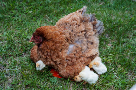 Klusha sits on the grass warming her chickens, a brood of small chicks grazing around the mother, a...