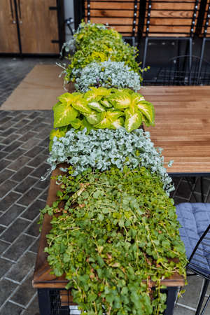 Green plants in pots, decorating the street with flowers, the natural landscape in the city. high...