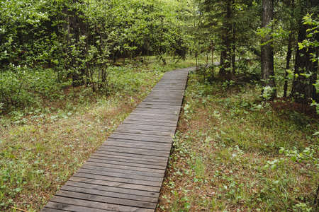 A trail of boards lies in the forest, a tourist route leads to a park, a walking road, walking in...