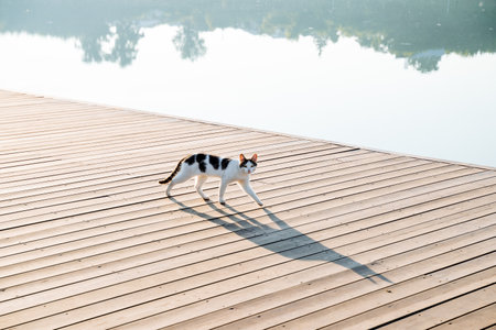 A white cat with black spots walks along the river embankment, the silhouette of a stray cat in the rays of the morning sun, a long shadow from a cat. high quality photoの写真素材