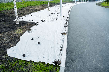 Technology of lawn cultivation in the city park, white covering material, protection of seeds from...