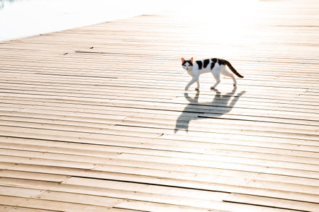 A Russian cat walks on a pier along the embankment, a wooden platform of boards, a domestic cat, a stray cat, a shadow on the road. high quality photoの写真素材