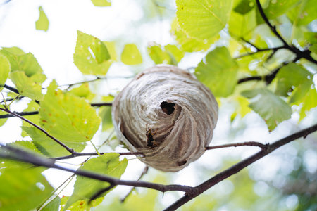A hornet's nest is a species from below the entrance to an insect house, wildlife, a dangerous family of wasps, a nest hanging on a tree branch in a birch forest. high quality photoの写真素材