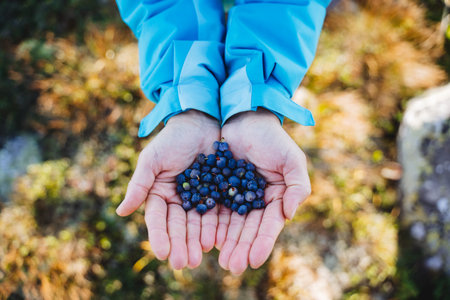 Black ink berries lie in women's hands, ripe forest berries of the blue on the background of the palms, fresh food, vitamins of nature. high quality photoの写真素材