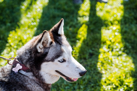 Cute muzzle of a purebred husky dog, blue eyes, muzzle of a young dog, dog review, sharp ears, gray...