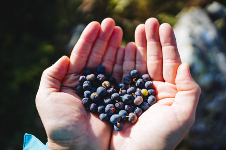 Ripe forest blueberries lie on women's palms, the heart shape filled with ripe blueberry fruits. forest berries. Vitamins in nature.a handful of fruits. high quality photoの写真素材
