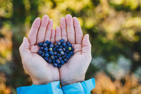 A bunch of blueberries in your hands, fresh blueberries on the background of your hands, picking berries in nature in the forest, vegetarian product, vitamins of nature. high quality photoの写真素材