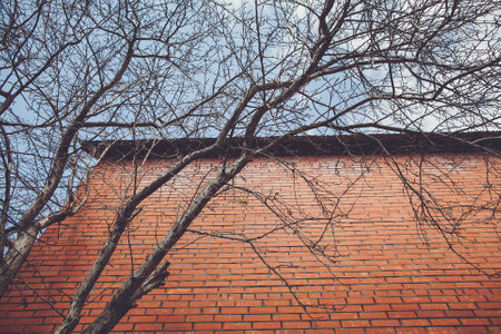 Various images of a brick wall with a treeの写真素材