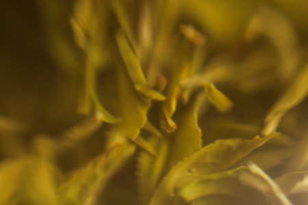 A macro photograph showing the intricate pattern of a yellow flower petal, with a blurry background. The terrestrial plant is a flowering plant that belongs to the annual plant categoryの写真素材