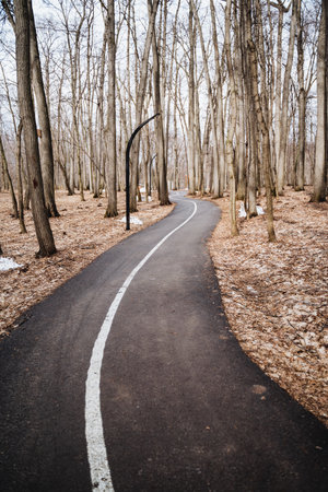 A winding road surrounded by lush vegetation and tall trees in a natural landscape. The asphalt surface contrasts with the green grass, wooden twigs, and plant life along the thoroughfareの写真素材