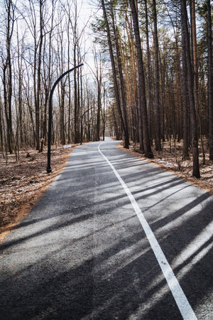 A picturesque natural landscape with a road running through a forest filled with trees on both sides. Sunlight filters through the branches onto the asphalt thoroughfare, creating a tranquil sceneの写真素材