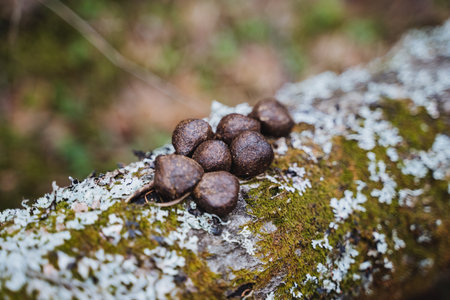 A group of brown balls rest atop a mosscovered log in a natural landscape. The log is made of wood and the balls could be fungi or fruitの写真素材