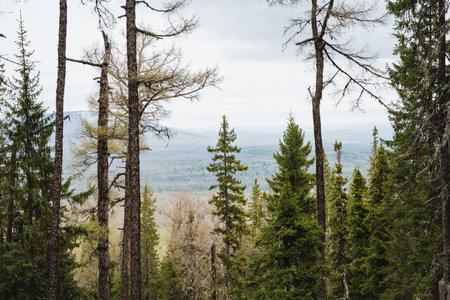 A temperate broadleaf and mixed forest with lush trees like larch and conifers, set against a backdrop of majestic mountains under a clear blue skyの写真素材