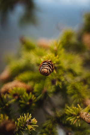 Close up of pine cone on larch tree branch in natural landscape