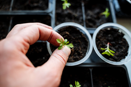 An individual is grasping a petite houseplant in their hand, which is potted in a flowerpot. The...