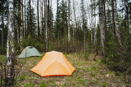 Two vibrant tents set up in a dense forest, surrounded by tall trees and lush greenery. A perfect depiction of an outdoor camping adventure in a serene natural environmentの写真素材