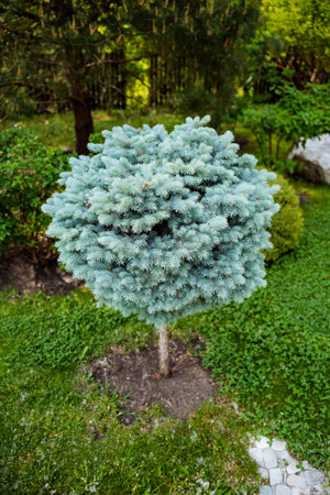 The tranquil garden displays a beautiful blue pine tree, harmoniously set within vibrant greenery,...