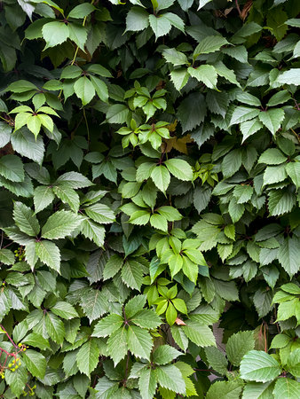 The image depicts a lush and dense bush with green leaves, offering a detailed and lifelike natural setting, showing a variety of plant species and creating a colorful and unified landscapeの写真素材