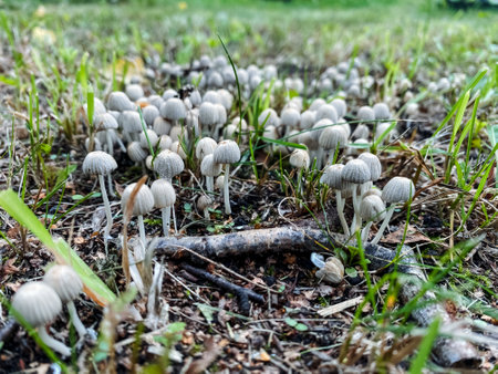 A cluster of mushrooms thrives beautifully on the lush green grass, enhancing the vibrant landscape all around and showing natures diverse beauty along with its intricate ecosystems that coexistの写真素材