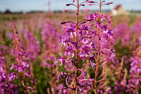 In the background, there is a quaint house positioned behind a vibrant field of beautiful purple...