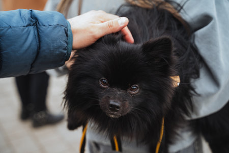 A caring individual is gently petting a small, adorable black dog that is securely attached to a leash, beautifully showcasing the strong bond that exists between humans and their beloved petsの写真素材