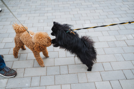 A person walks two small dogs on a strong leash, ensuring their safety and joy as they all take in the beautiful scenery while enjoying the great outdoors together during a lovely dayの写真素材