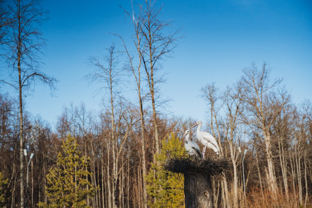 Two beautiful birds are peacefully sitting together in a cozy nest located on top of a sturdy tree stump right in the heart of a lush green forest, surrounded by nature and tranquilityの写真素材