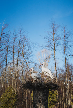 Atop a solid tree stump, two birds are resting cozily together inside a warm and comfortable nest,...