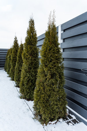 In the winter landscape, a neat row of trees stands tall beside a wooden fence, their branches adorned with a blanket of fluffy snow. It creates a serene and picturesque winter sceneの写真素材
