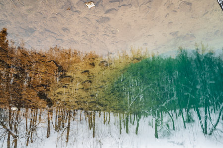 A stunning depiction of trees, their forms elegantly mirrored in a serene body of water, crafts a...