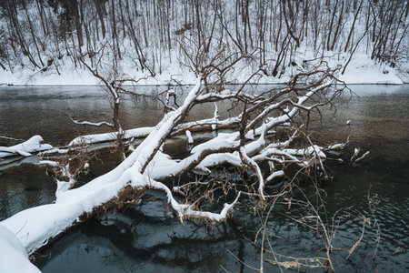 A snowy tree branch with frost leans over a serene body of water, creating a picturesque winter scene that showcases natures beauty and invites appreciation of its tranquil charmの写真素材
