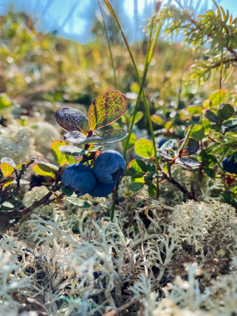 A lovely cluster of juicy, ripe blueberries is thriving beautifully on a bush located in a colorful...