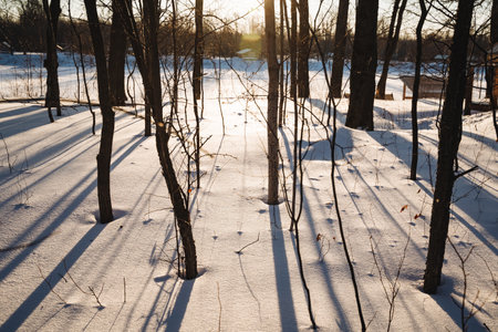The beautiful, warm sun shines brightly through tall, majestic trees that are covered in pristine white snow, creating a stunning and picturesque winter landscape within the serene woodland areaの写真素材
