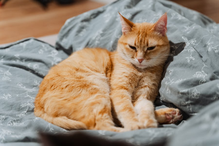 An orange cat is comfortably laying on a soft and cozy bed that is covered with a vibrant blue...