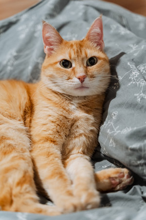 A delightful closeup view of an adorable orange tabby cat, comfortably sprawled out on a cozy bed,...